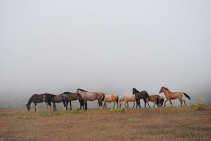 caballos
